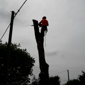 Tree dismantling on the Isle of Wight.