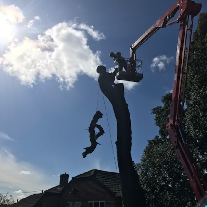 Using a crane to dismantle a tree on the Isle of Wight.